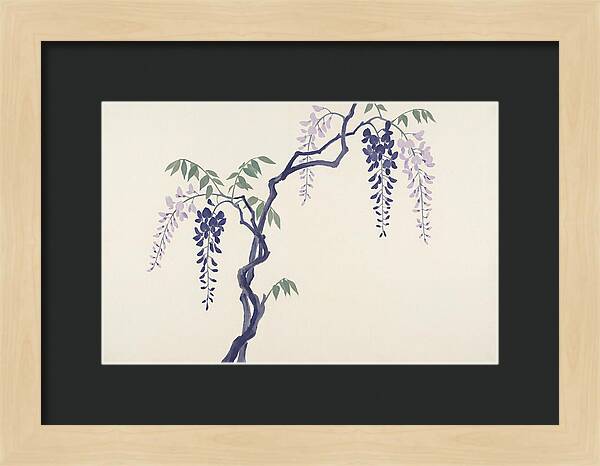 Wisteria Dreams Unfolding