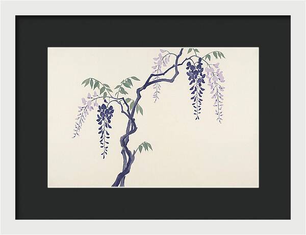 Wisteria Dreams Unfolding