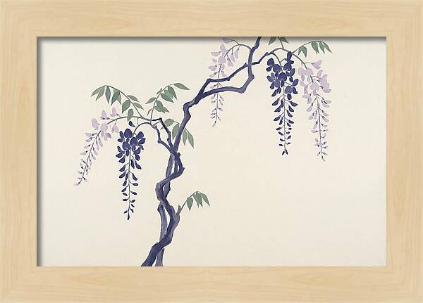 Wisteria Dreams Unfolding