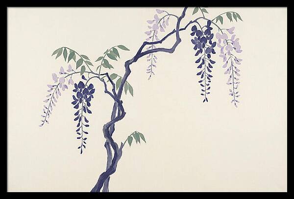 Wisteria Dreams Unfolding