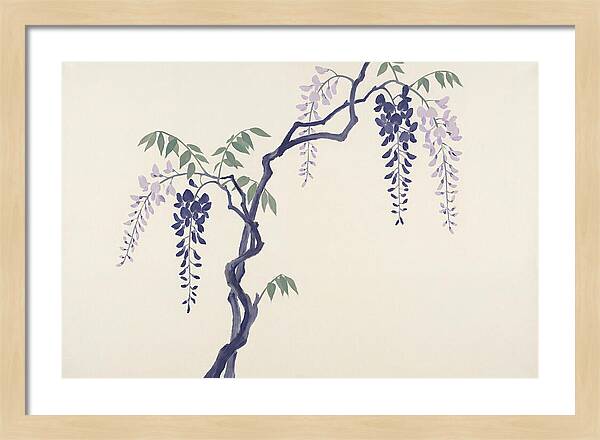 Wisteria Dreams Unfolding