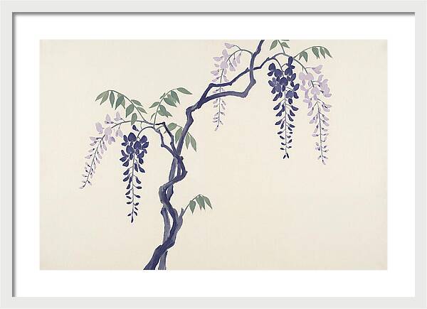Wisteria Dreams Unfolding