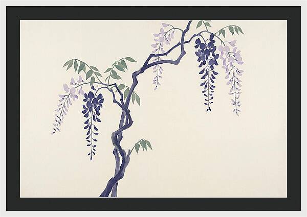 Wisteria Dreams Unfolding