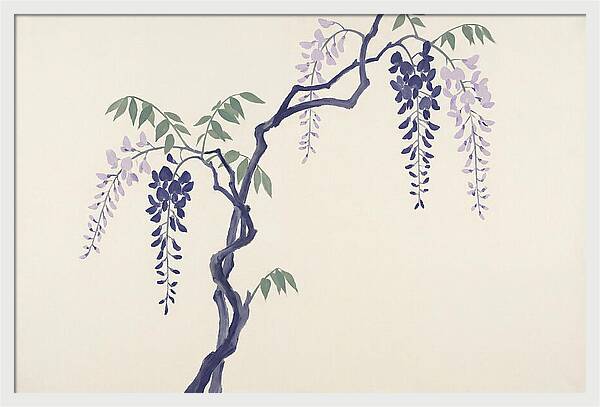 Wisteria Dreams Unfolding