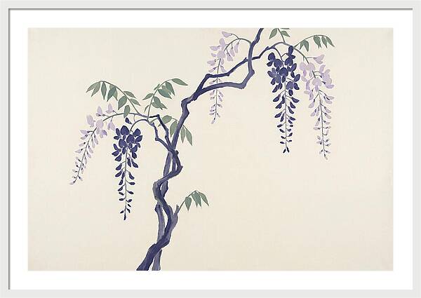 Wisteria Dreams Unfolding