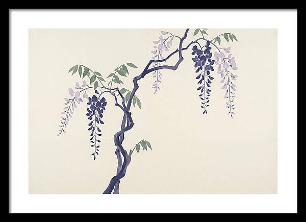Wisteria Dreams Unfolding