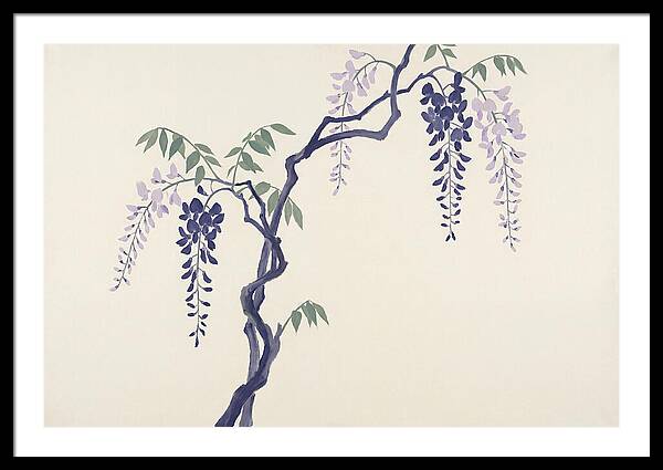 Wisteria Dreams Unfolding