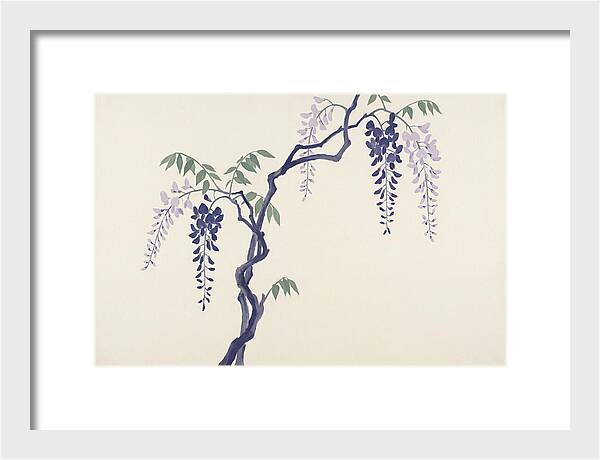 Wisteria Dreams Unfolding