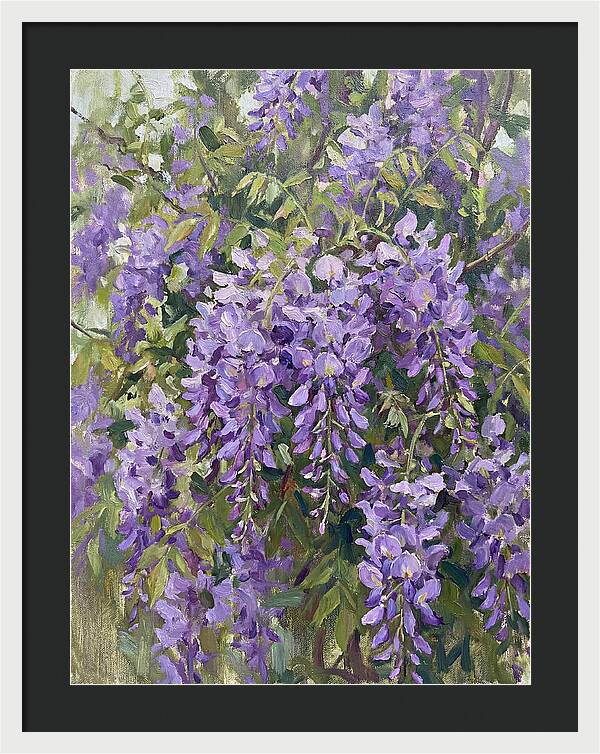 Wisteria In Bloom