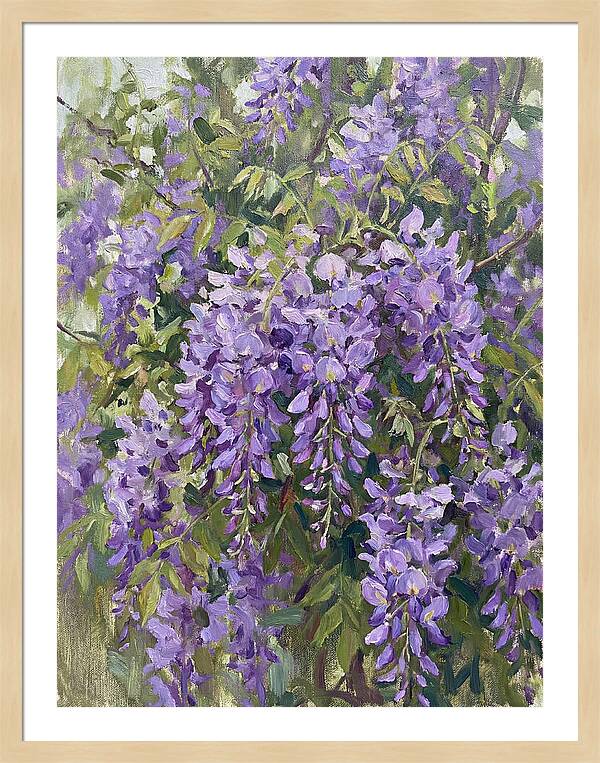 Wisteria In Bloom