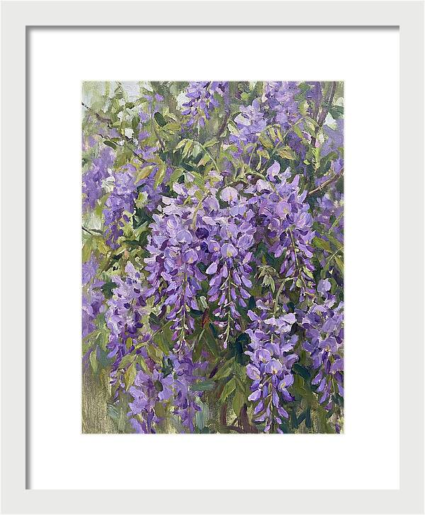 Wisteria In Bloom
