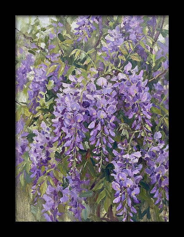 Wisteria In Bloom
