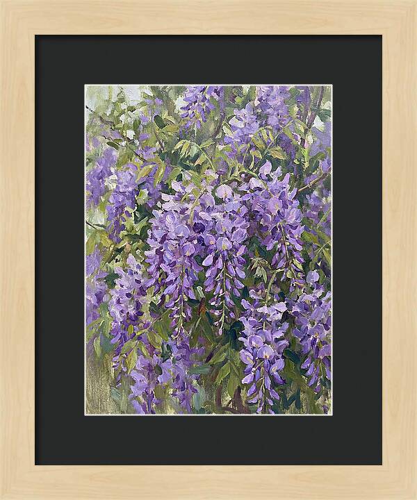 Wisteria In Bloom