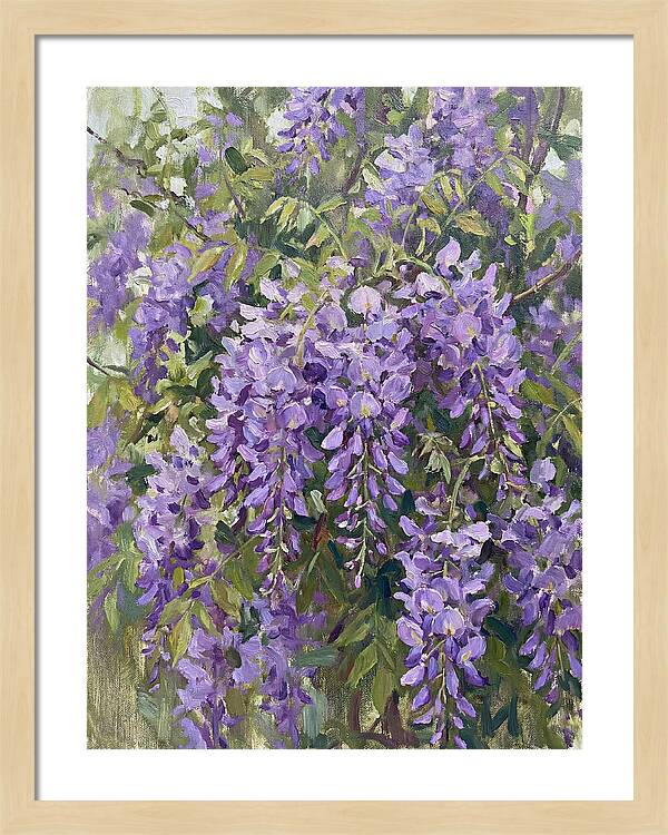 Wisteria In Bloom
