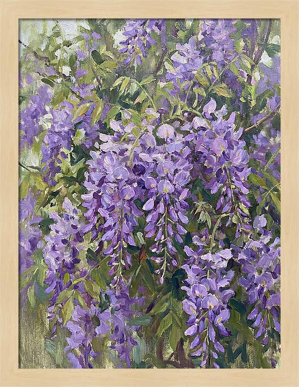 Wisteria In Bloom