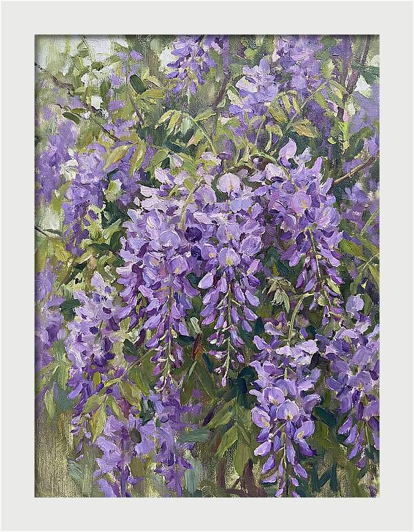 Wisteria In Bloom