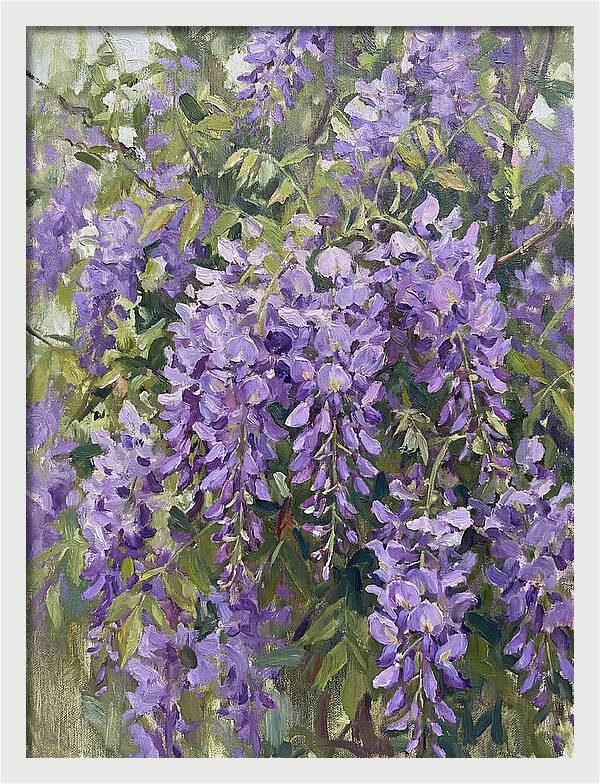 Wisteria In Bloom