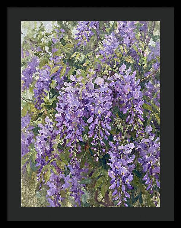 Wisteria In Bloom