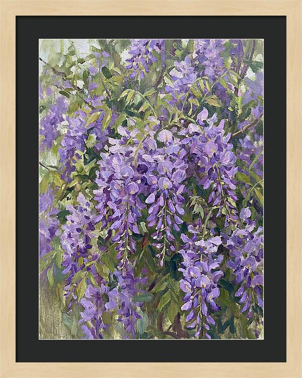 Wisteria In Bloom