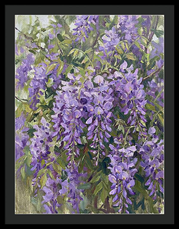 Wisteria In Bloom