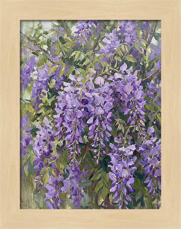 Wisteria In Bloom