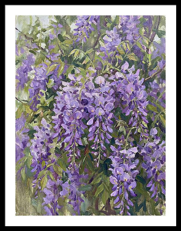 Wisteria In Bloom