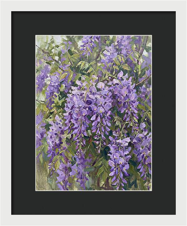 Wisteria In Bloom