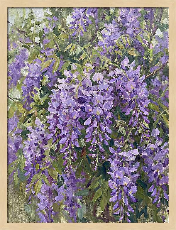 Wisteria In Bloom