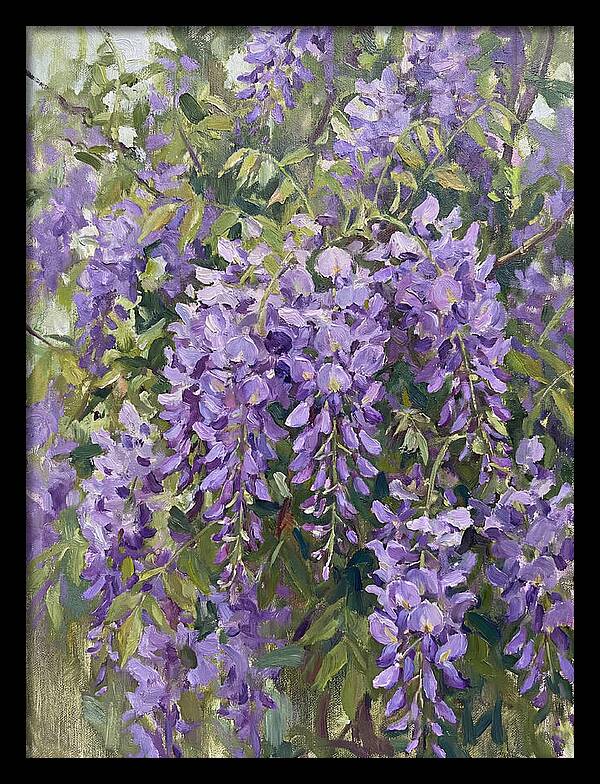 Wisteria In Bloom