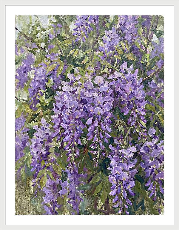 Wisteria In Bloom