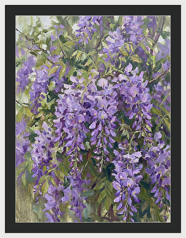 Wisteria In Bloom