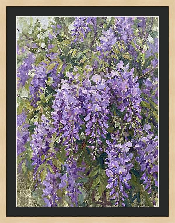 Wisteria In Bloom