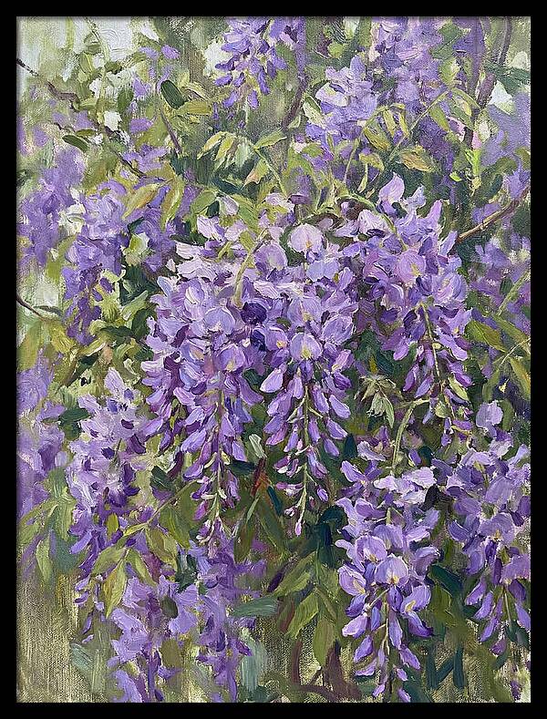 Wisteria In Bloom