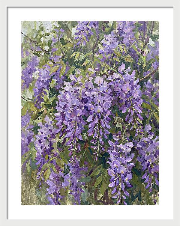 Wisteria In Bloom