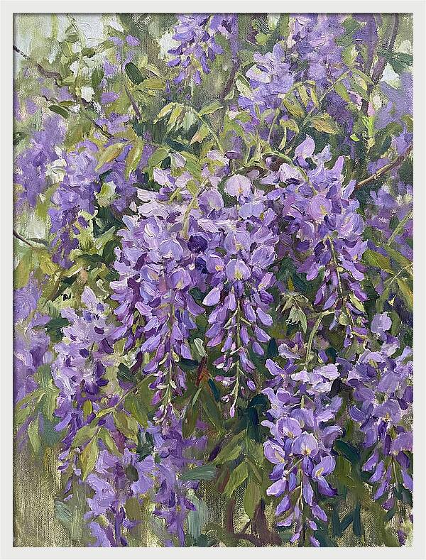 Wisteria In Bloom