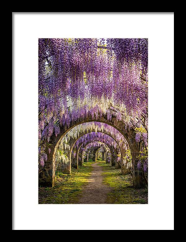 Wisteria Tunnel Serenity