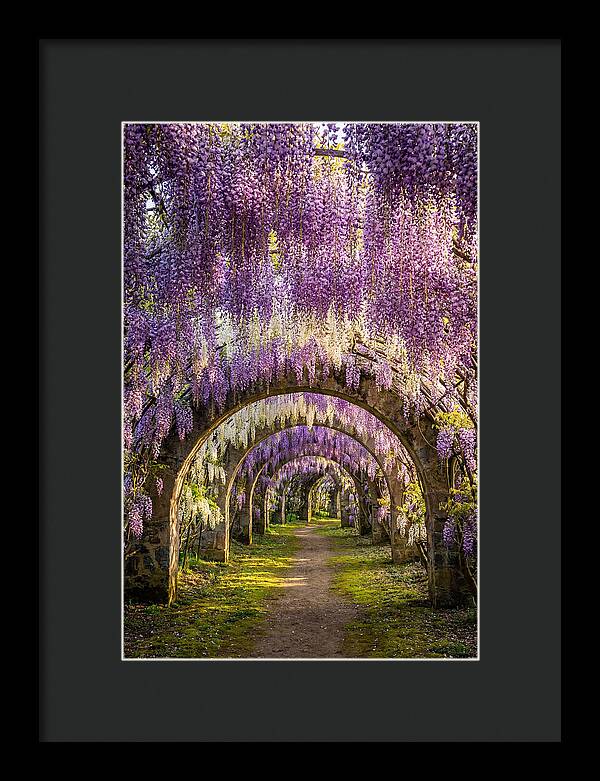 Wisteria Tunnel Serenity