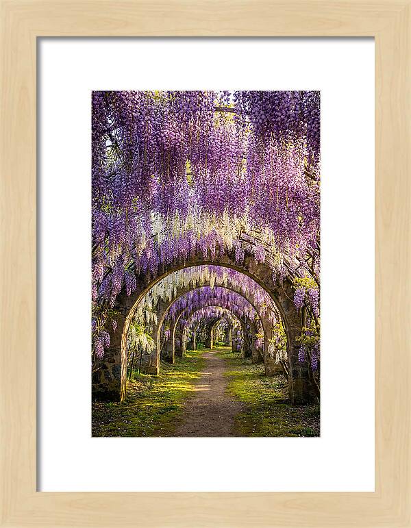 Wisteria Tunnel Serenity