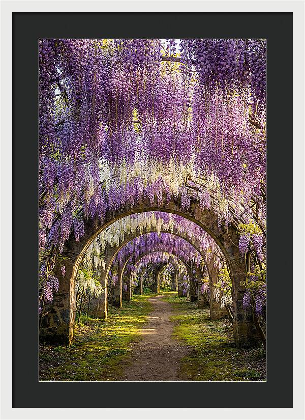 Wisteria Tunnel Serenity