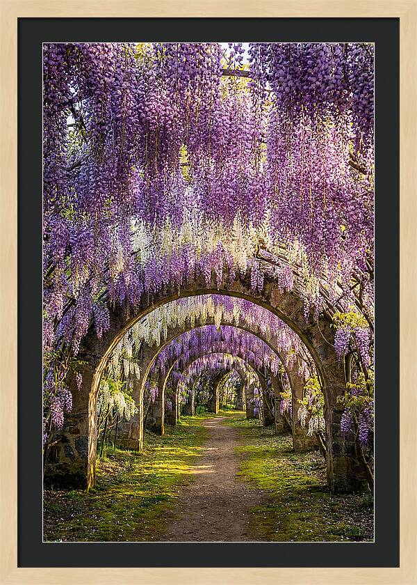 Wisteria Tunnel Serenity