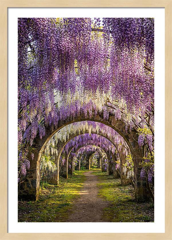 Wisteria Tunnel Serenity