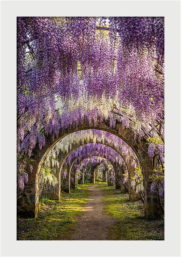 Wisteria Tunnel Serenity