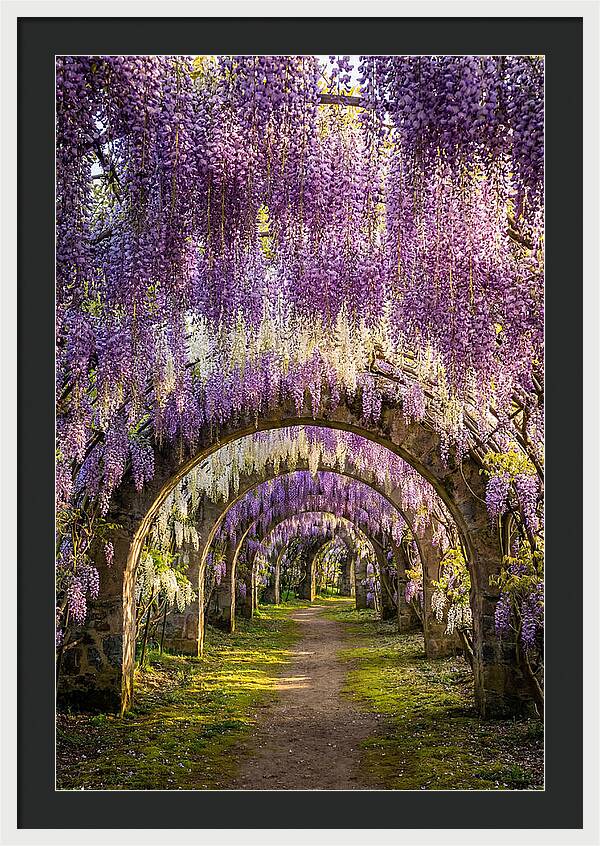 Wisteria Tunnel Serenity