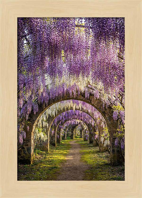 Wisteria Tunnel Serenity