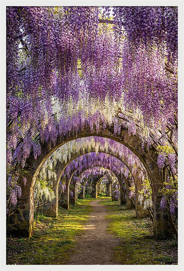 Wisteria Tunnel Serenity