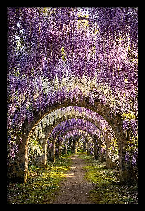 Wisteria Tunnel Serenity