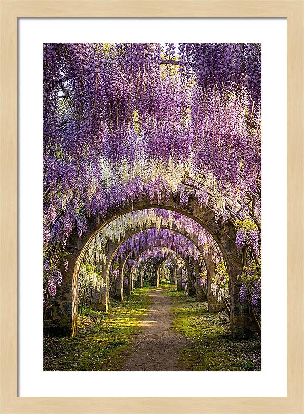 Wisteria Tunnel Serenity