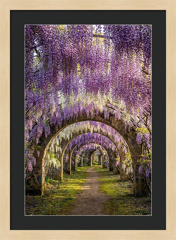Wisteria Tunnel Serenity