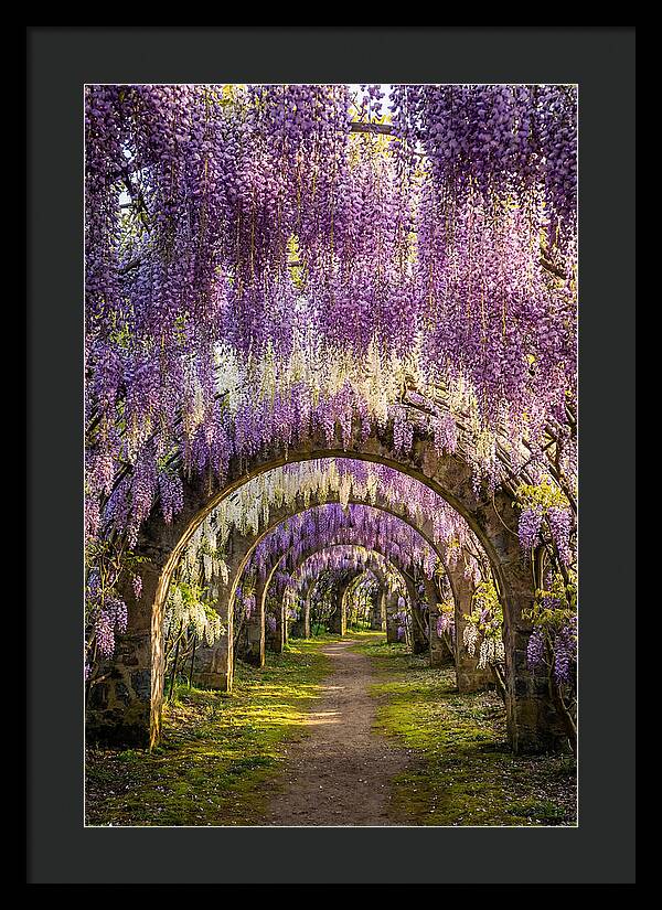 Wisteria Tunnel Serenity