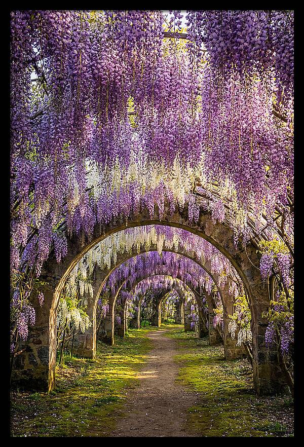 Wisteria Tunnel Serenity